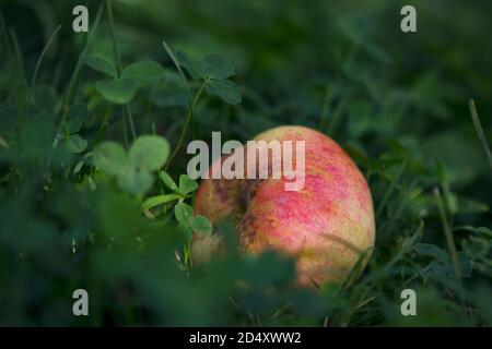Roter Bio-Apfel, der auf den Gräsern unter dem Baum liegt Nahaufnahme Stockfoto