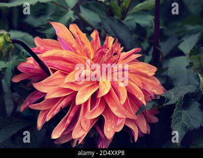 Nahaufnahme der neo-dekorativen Dahlie in den Gärten; im Sommer ist der Garten in Deutschland. Stockfoto