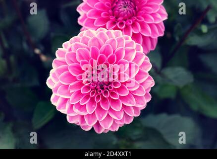 Nahaufnahme der rosa Sandra Pom Pom Dahlia in den Gärten; der Garten ist in Deutschland im Sommer. Stockfoto