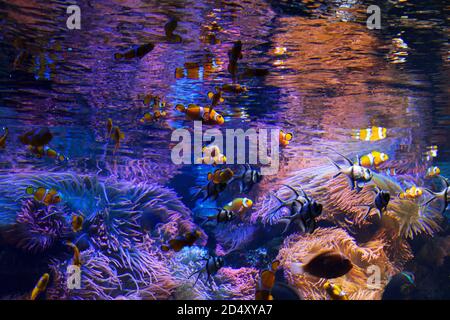 Großes Aquarium Salzwasserbecken mit hellen lebendigen Farben, Clown Fish, und andere Korralfische. Stockfoto