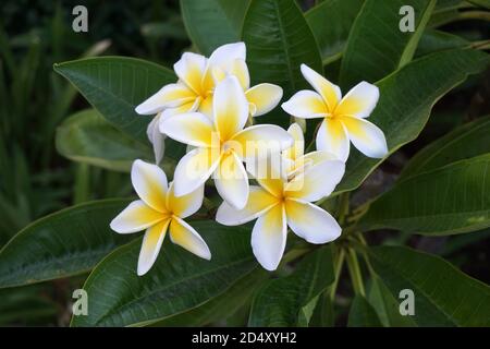 Plumeria Bush und Blumen Stockfoto