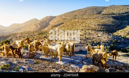 Ziegenherde in der Nähe eines kleinen Dorfes auf Jebel Akhdar Berg im Oman Stockfoto