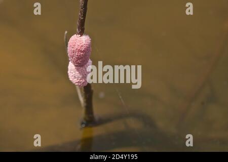 Eier einer 'kanalisierten Apfelschnecke' auf einem Pflanzenstamm abgelagert. Stockfoto