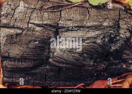 Schwarz verkohlte Holzkohle in einem Wald Nahaufnahme. Gebrannter Strukturhintergrund. Stockfoto