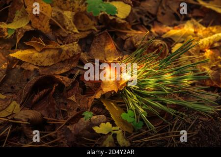 Feenlandschaft im Herbstwald. Grüner kleiner Kiefernzweig beleuchtet mit Sonnenlicht auf einem Boden, der mit trockenen gelben Blättern bedeckt ist Stockfoto