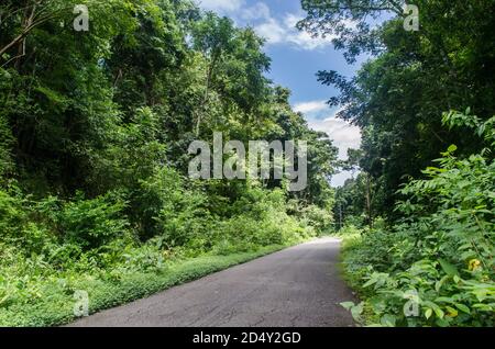 Waldstraße schlängelt sich durch üppiges Laub im Nationalpark San Lorenzo, einem Naturschutzgebiet in der Provinz Colón in Panama. Stockfoto