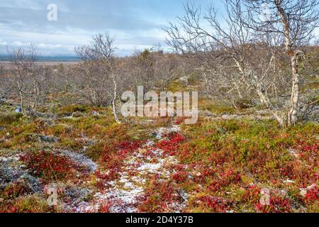 Herbstlandschaft mit gefrorenen bunten Pflanzen in Taiga mit bedeckt Erster Schnee Stockfoto