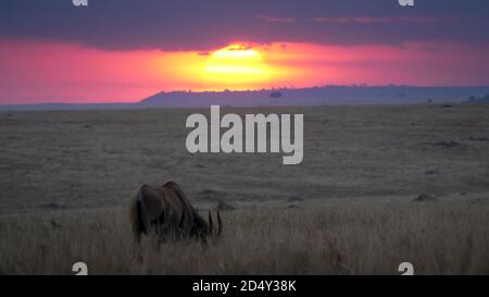 Weite Aufnahme einer Eeland-Antilope und brillanter Sonnenuntergang im masai mara National Reserve in kenia, afrika Stockfoto