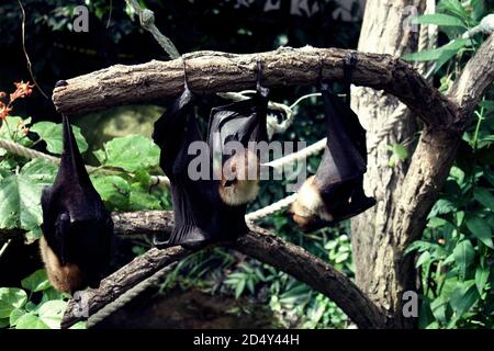 Obstbats hängen kopfüber von Baumzweigen und schlafen tagsüber. Stockfoto