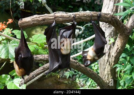 Obstbats hängen kopfüber von Baumzweigen und schlafen tagsüber. Stockfoto