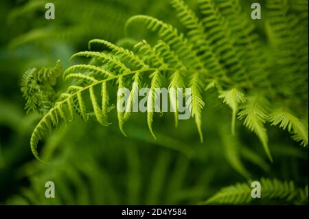 Lady Fern Pflanze Stockfoto