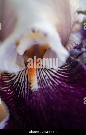 Iris Blume Stockfoto