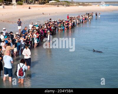 Touristen, die große Tümmler (Tursiops Trunkates), Monkey Mia, Shark Bay, Western Australia füttern. Stockfoto