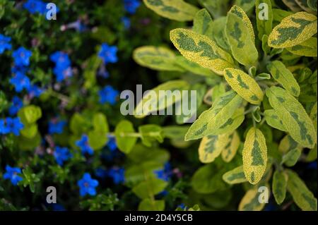 Grüne und gelbe Salbeikräuter in der Nähe von Litho dora Blüten Stockfoto