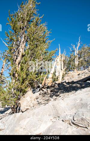 Der alte Bristlecone Pine Forest liegt auf dem Gipfel des White Mountain im Inyo County, CA, USA. Einige der Bristlecones sind mehr als 4,000 Jahre alt. Stockfoto