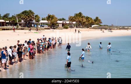 Touristen, die große Tümmler (Tursiops Trunkates), Monkey Mia, Shark Bay, Western Australia füttern. Stockfoto