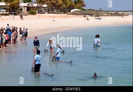 Touristen, die große Tümmler (Tursiops Trunkates), Monkey Mia, Shark Bay, Western Australia füttern. Stockfoto