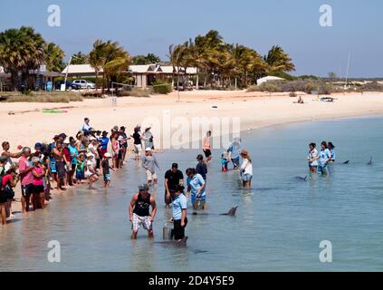 Touristen, die große Tümmler (Tursiops Trunkates), Monkey Mia, Shark Bay, Western Australia füttern. Stockfoto