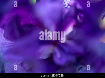 Zentrum einer lila Irisblume Stockfoto