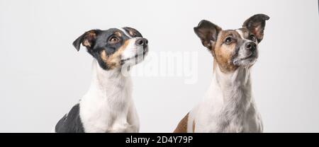 Zwei braune, schwarz-weiße Jack Russell Terrier Köpfe, Copy Space, Banner oder Social Media Stockfoto