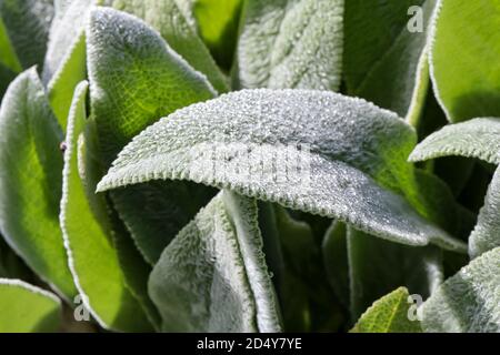 Nahaufnahme des 'behaarten' Randes eines Blattes des Lammohrs (Stachys byzantina). Es wird auch wollige Heckenschaufel genannt. Stockfoto