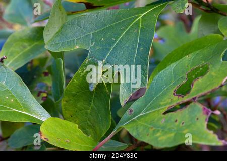 Ein grüner Stinkbug (Acrosternum hilare) ruht auf den gelappten Blättern eines Sassafrassbaumes (Sassafras albidum). Stockfoto