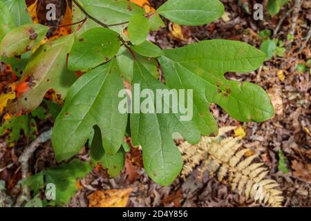 Die Blätter eines Sassafrass-Baumes (Sassafras albidum) haben drei unterschiedliche Blattmuster auf derselben Pflanze. Stockfoto