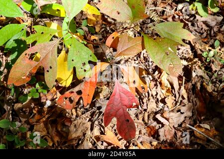 Die ein, zwei und drei gelappten Blätter des Sassafras-Baumes (Sassafras albidum) können sich in unterschiedlichen Farbtönen von Gelb, Orange und Rot verfärben. Stockfoto