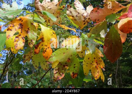 Die ein, zwei und drei gelappten Blätter des Sassafras-Baumes (Sassafras albidum) können sich in unterschiedlichen Farbtönen von Gelb, Orange und Rot verfärben. Stockfoto