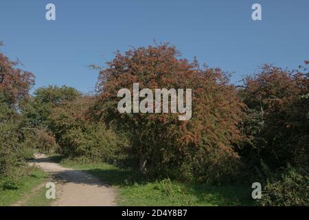 Herbstliche rote Beeren eines Weißdornbaumes (Crataegus monogyna) Wächst auf der Kreide Grassland des Teufelsdeiches auf der South Downs in West Sussex Stockfoto