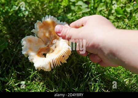 Kleine Kinder pflückt Pilze aus dem Gras. Sammeln von Pilzen im Wald Stockfoto