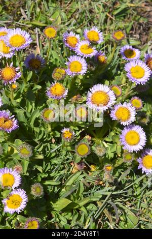Seaside Daisy (erigeron glaucus) wächst auf einem Pfad in der Nähe von Navarro Point, Kalifornien Stockfoto