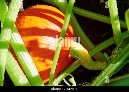 Lebhaft orange Kürbis bereit für Halloween-Abendessen. Rohes Gemüse im Garten Stockfoto
