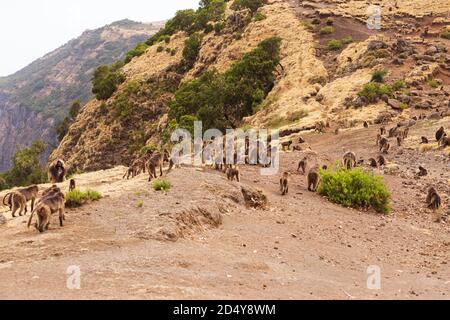 Große Gruppe von endemischen Tier Gelada Affen zu Fuß auf dem Berg. Theropithecus gelada, in äthiopischen natürlichen Lebensraum Simien Mountains, Afrika Äthiopien wi Stockfoto