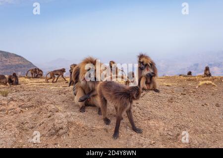 Familie Gruppe der endemische Tier Gelada Affen auf den Felsen, mit Blick auf die Berge. Theropithecus gelada, in der Äthiopischen natürlichen Lebensraum Simien Berge, Afrika Stockfoto