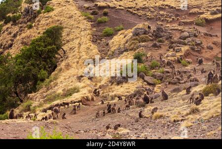 Große Gruppe von endemischen Tier Gelada Affen zu Fuß auf dem Berg. Theropithecus gelada, in äthiopischen natürlichen Lebensraum Simien Mountains, Afrika Äthiopien wi Stockfoto