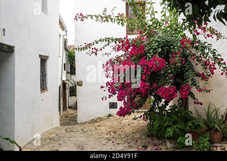 Castellar de la Frontera, typische Straße mit Blumen an den weißen Fassaden. Andalusien, Spanien Stockfoto