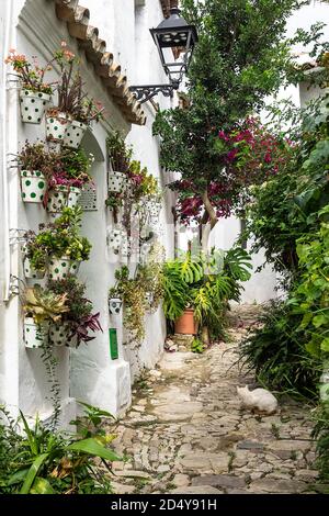 Castellar de la Frontera, typische Straße mit Blumen an den weißen Fassaden. Andalusien, Spanien Stockfoto