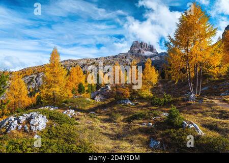 Bewundernswerte herbstliche Alpenlandschaft mit bunten Redwood-Bäumen und felsigen Bergen im Hintergrund, Dolomiten, Italien, Europa Stockfoto