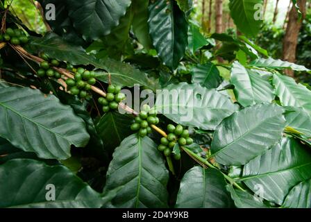 In der Nähe von frischen Kaffee Plantage in einer Kiefer Forstwirtschaft, Bio-Landwirtschaft. Stockfoto