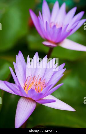 Schöne lila Seerosen sind in der Blüte in Sonnenaufgang. Nahaufnahme. Stockfoto