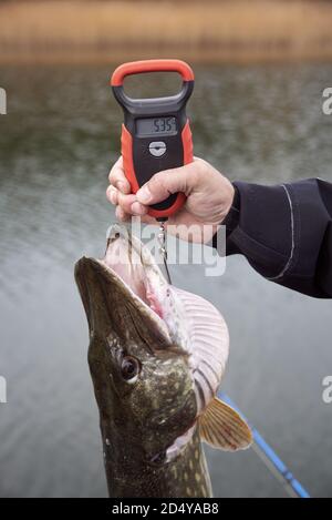 Gewicht eines großen Hechs gemessen mit einer digitalen Fischskala, nachdem er von Fischern an bewölktem Tag in der Ostsee in finnland gefangen wurde. Pik Stockfoto