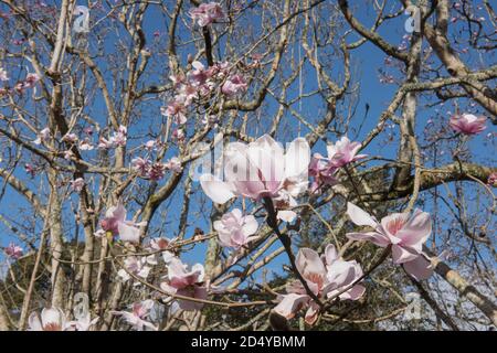 Frühling Blume Kopf eines sommergrünen Magnolia sargentiana var. robusta Baum wächst in einem Garten in Rural Cornwall, England, Großbritannien Stockfoto