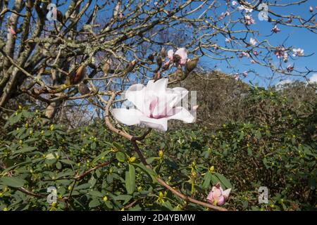 Frühling Blume Kopf eines sommergrünen Magnolia sargentiana var. robusta Baum wächst in einem Garten in Rural Cornwall, England, Großbritannien Stockfoto