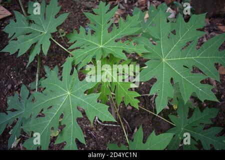 Papaya Pflanze wächst auf dem Feld. Stockfoto