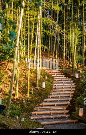 Bambushain am Kodai-ji Tempel in Kyoto, Japan Stockfoto