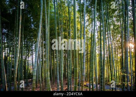 Bambushain am Kodai-ji Tempel in Kyoto, Japan Stockfoto