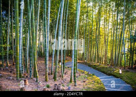 Bambushain am Kodai-ji Tempel in Kyoto, Japan Stockfoto