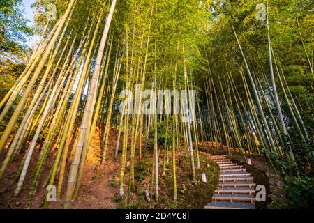 Bambushain am Kodai-ji Tempel in Kyoto, Japan Stockfoto