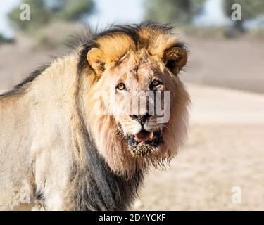 Ein schwarzmähiger Löwe in der Kalahari, Südafrika Stockfoto